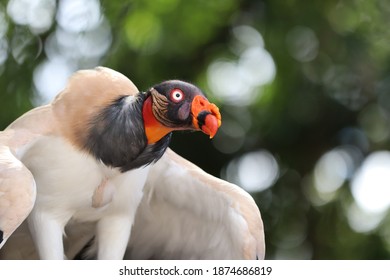 King Vulture (Sarcoramphus Papa), A Member Of The New World Vulture Family Cathartidae.