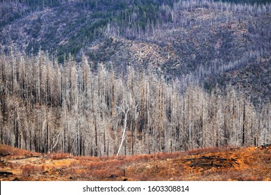 King Wildfire In California Aftermath