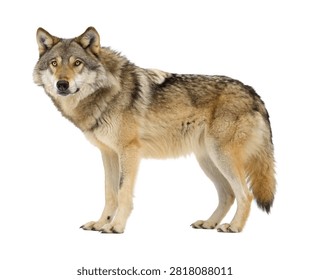 King Wolf Front Facing Pose Dominant Appearan Isolated On White Background