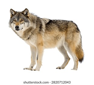 King Wolf Front Facing Pose Dominant Appearan Isolated On White Background