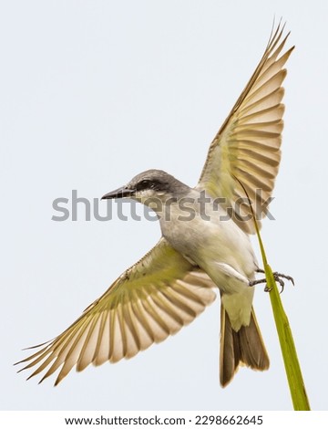 Kingbird protecting its territory from predators