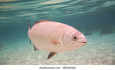 Kingfish, Lord Howe Island, Australia