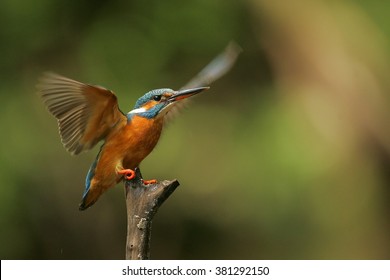 kingfisher - Shutterstock ID 381292150