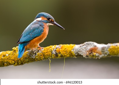 Kingfisher