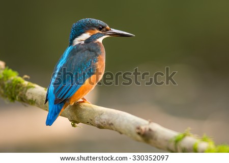 Kingfisher
