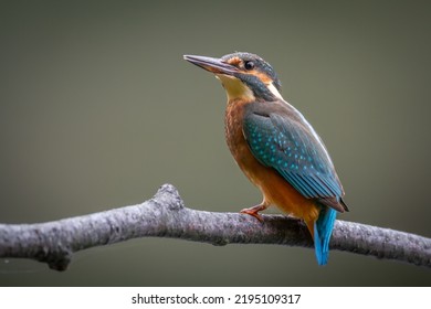 Kingfisher (Alcedo atthis) common kingfisher, bird - Poland, Europe - Shutterstock ID 2195109317