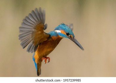 Kingfisher (Alcedo Atthis), European Kingfisher photographed in Yorkshire in the United Kingdom. 