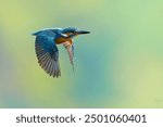 Kingfisher (Alcedo atthis) in flight, vibrant blue and orange feathers, wings spread, sharp beak, soft gradient background. A perfect capture of this natural fisherman