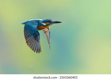 Kingfisher (Alcedo atthis) in flight, vibrant blue and orange feathers, wings spread, sharp beak, soft gradient background. A perfect capture of this natural fisherman's elegance. - Powered by Shutterstock