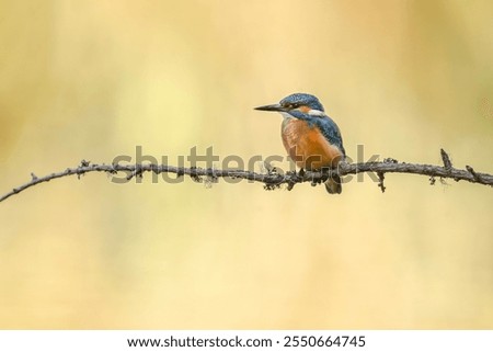 Similar – Image, Stock Photo Kingfisher (Alcedo atthis), male on his perch, Stuttgart, Baden-Württemberg, Germany, Europe