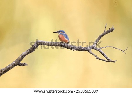 Similar – Image, Stock Photo Kingfisher (Alcedo atthis), male on his perch, Stuttgart, Baden-Württemberg, Germany, Europe