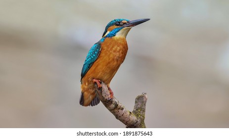 Kingfisher - Alcedo atthis in river Oslava - Shutterstock ID 1891875643