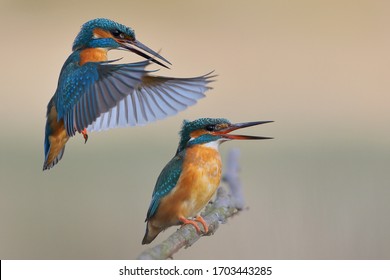 Kingfisher (Alcedo at this) common kingfisher
