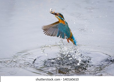 Kingfisher Bird With Fish