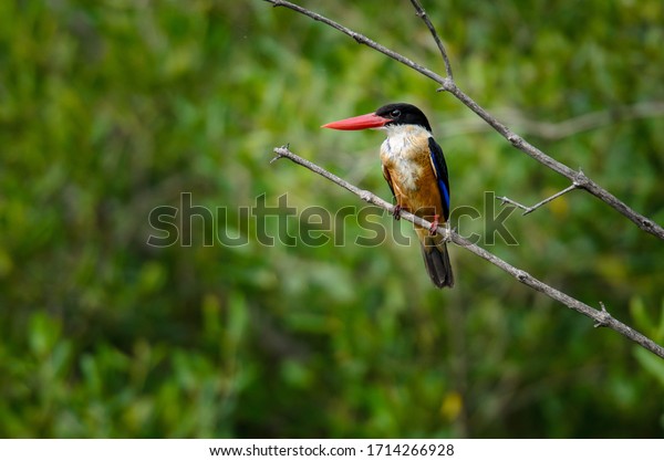 Kingfisher bird on a tree branch by the river\
in a mangrove forest  in\
Thailand.