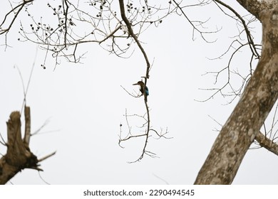 A kingfisher bird is sitting on a small overhanging branch of a tree and watching
