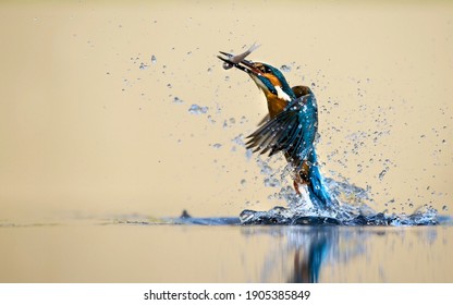 Kingfisher bird water spray moment.