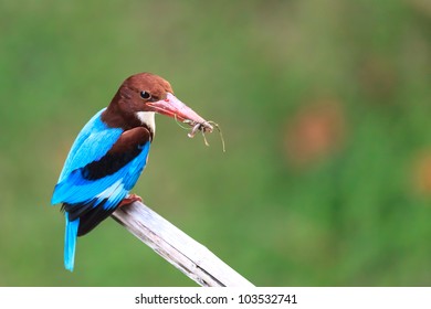 A kingfisher catches a meal consisting of a lizards tail and some grass