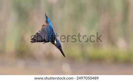 kingfisher diving in the wild