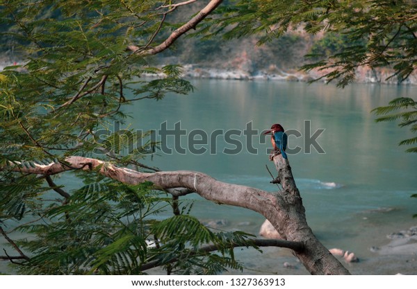 Kingfisher Early Bird\
