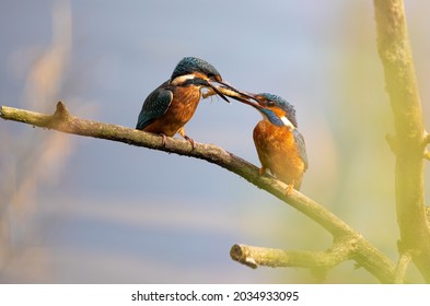 Kingfisher Feeding Chick Wildlife Bird Photo UK