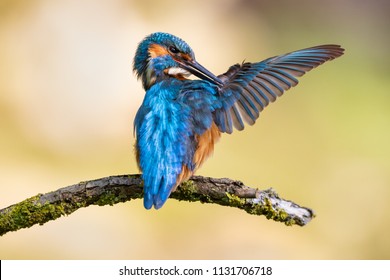 kingfisher with a fish in his beak