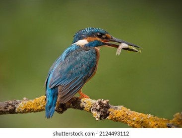 Kingfisher With Fish On The River Stour, Uk