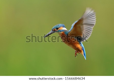 Kingfisher hovering with wings out.