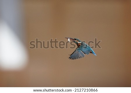 Similar – Image, Stock Photo Nuthatch (Sitta europaea)