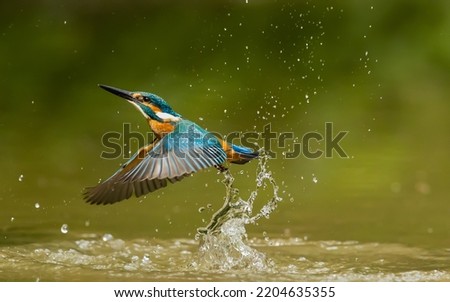 Kingfisher hunting for food in the river