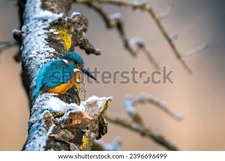 Kingfisher hunting in the river in winter, Kingfisher in flight, Kingfisher in winter