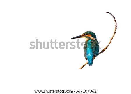 Similar – Image, Stock Photo Kingfisher on a branch