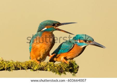 Similar – Kingfisher couple on a branch