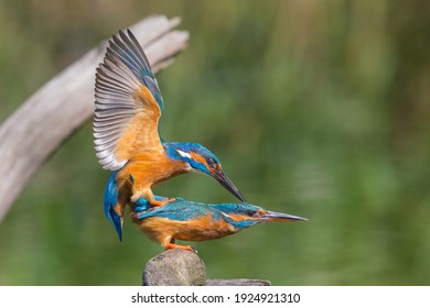 Mating Birds Images Stock Photos Vectors Shutterstock