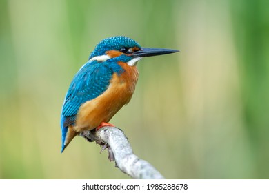 Kingfisher in the Netherlands with beautiful colors sitting on a branch