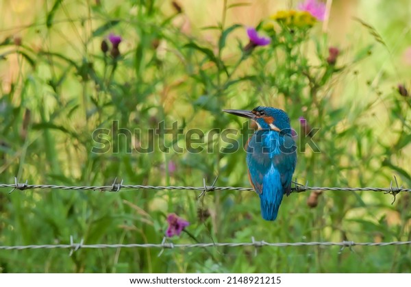 Kingfisher on the\
background of a flowery\
meadow