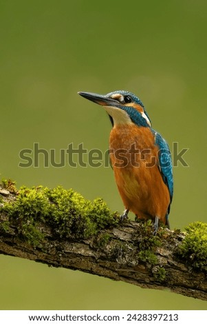 The kingfisher on a branch with moss