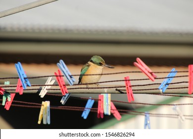 Kingfisher On The Clothesline Australia