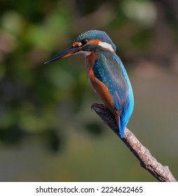 Kingfisher On Lake Massaciuccoli Italy