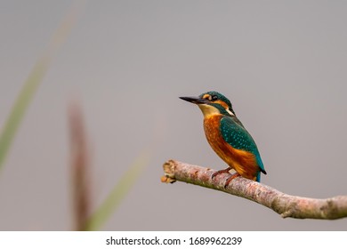 Kingfisher On Perch In UK