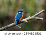 Kingfisher perched on a branch at Lakenheath Fen