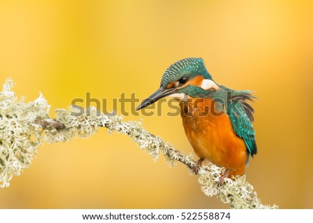 Similar – Kingfisher perched on a branch