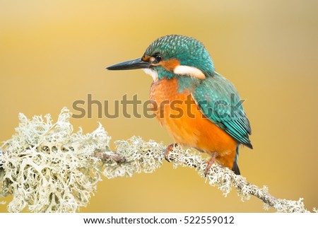 Similar – Kingfisher perched on a branch