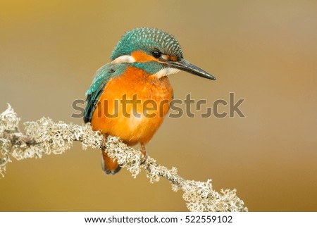 Similar – Kingfisher perched on a branch