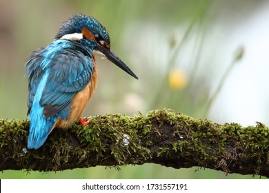 
A Kingfisher Perched On Its Perch Lurks For Its Next Victim To Come Within Range