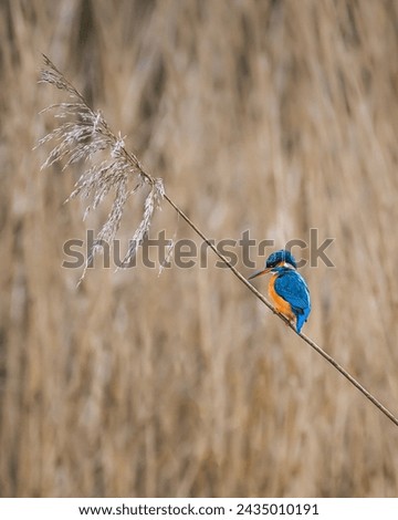 A kingfisher perched on a thin reed with a beige reed bed in the background