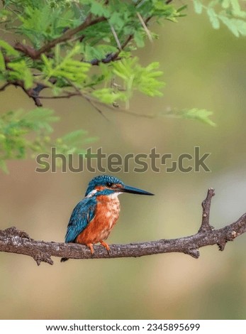 The kingfisher, a remarkable bird with vibrant feathers, stands out against aquatic backgrounds while displaying its exceptional fishing prowess. Foto stock © 