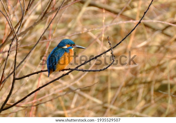 Kingfisher sitting in\
bushes looking for\
prey
