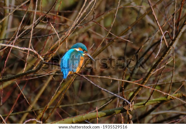 Kingfisher sitting in\
bushes looking for\
prey
