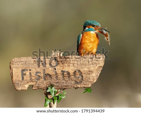 A kingfisher sitting with a catched fish on a wooden perch on which 